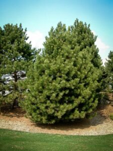 Сосна Чёрная (Pinus Nigra) купить по цене от 270.00р. в интернет-магазине «Посадика» с доставкой почтой в в Щелкиное и по всей России – [изображение №1].