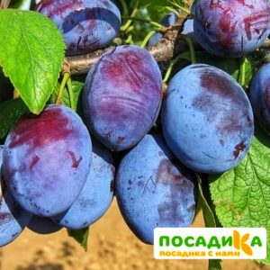 Слива Чачакская ранняя купить по цене от 229.00р. в интернет-магазине «Посадика» с доставкой почтой в в Щелкиное и по всей России – [изображение №1].