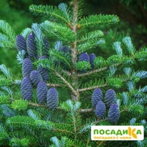 Пихта корейская (Abies koreana) купить по цене от 450.00р. в интернет-магазине «Посадика» с доставкой почтой в в Щелкиное и по всей России – [изображение №1].