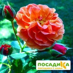 Роза Арабия купить по цене от 350.00р. в интернет-магазине «Посадика» с доставкой почтой в в Щелкиное и по всей России – [изображение №1].