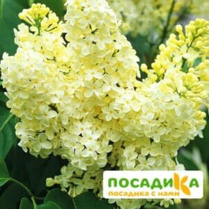 Сирень Примроуз (Primrose) купить по цене от 529.00р. в интернет-магазине «Посадика» с доставкой почтой в в Щелкиное и по всей России – [изображение №1].