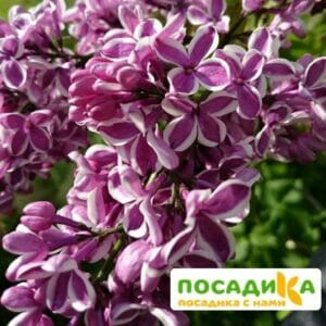 Сирень Сенсация купить по цене от 529.00р. в интернет-магазине «Посадика» с доставкой почтой в в Щелкиное и по всей России – [изображение №1].