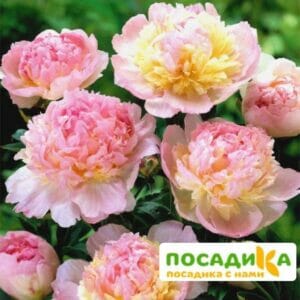 Пион Распберри Сандей (Paeonia Raspberry Sundae) купить по цене от 959р. в интернет-магазине «Посадика» с доставкой почтой в в Щелкиное и по всей России – [изображение №1].