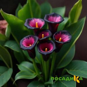 Калла Аура Лейс купить по цене от 400р. в интернет-магазине «Посадика» с доставкой почтой в в Щелкиное и по всей России – [изображение №1].