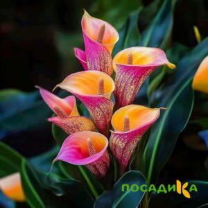 Калла Оникс купить по цене от 450р. в интернет-магазине «Посадика» с доставкой почтой в в Щелкиное и по всей России – [изображение №1].