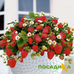 Клубника Рубиновый Шепот (горшечная) купить по цене от 240р. в интернет-магазине «Посадика» с доставкой почтой в в Щелкиное и по всей России – [изображение №1].