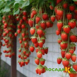 Клубника вьющаяся Комплимент купить по цене от 470р. в интернет-магазине «Посадика» с доставкой почтой в в Щелкиное и по всей России – [изображение №1].