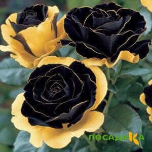Роза Ханни Сикл купить по цене от 700р. в интернет-магазине «Посадика» с доставкой почтой в в Щелкиное и по всей России – [изображение №1].