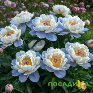 Пион акварельный Этюд купить по цене от 806р. в интернет-магазине «Посадика» с доставкой почтой в в Щелкиное и по всей России – [изображение №1].