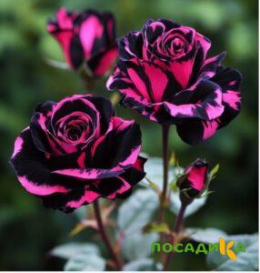 Роза Багровый Шепот купить по цене от 366р. в интернет-магазине «Посадика» с доставкой почтой в в Щелкиное и по всей России – [изображение №1].