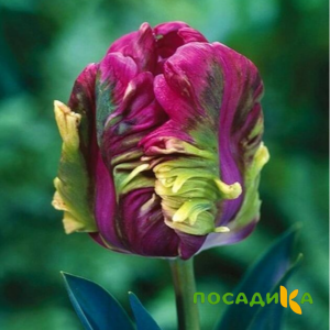 Тюльпан Экзотик Хэвен купить по цене от 186р. в интернет-магазине «Посадика» с доставкой почтой в в Щелкиное и по всей России – [изображение №1].