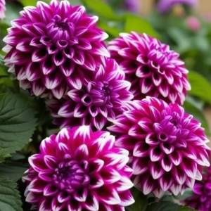 Георгин Кристал Корт купить по цене от 602р. в интернет-магазине «Посадика» с доставкой почтой в в Щелкиное и по всей России – [изображение №1].