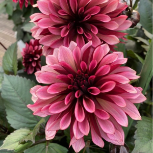 Георгин Перли Сансет купить по цене от 309р. в интернет-магазине «Посадика» с доставкой почтой в в Щелкиное и по всей России – [изображение №1].