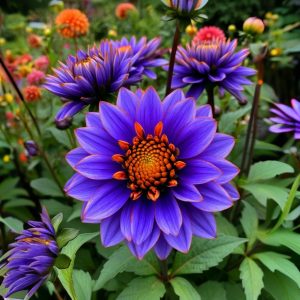 Георгин Лазурит купить по цене от 799р. в интернет-магазине «Посадика» с доставкой почтой в в Щелкиное и по всей России – [изображение №1].