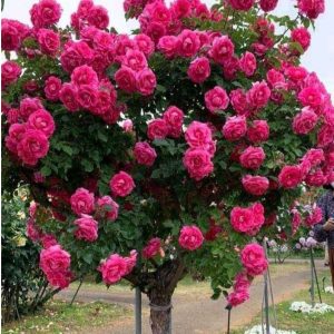 Роза Версаля купить по цене от 232р. в интернет-магазине «Посадика» с доставкой почтой в в Щелкиное и по всей России – [изображение №1].