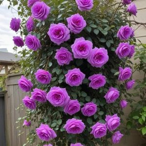 Роза Мистик Уайт купить по цене от 620р. в интернет-магазине «Посадика» с доставкой почтой в в Щелкиное и по всей России – [изображение №1].