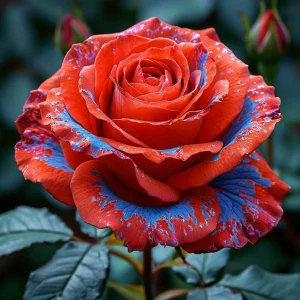 Роза Сикрет Гарден купить по цене от 619р. в интернет-магазине «Посадика» с доставкой почтой в в Щелкиное и по всей России – [изображение №1].