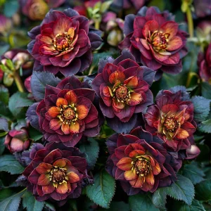 Морозник Сноу Дроп купить по цене от 348р. в интернет-магазине «Посадика» с доставкой почтой в в Щелкиное и по всей России – [изображение №1].