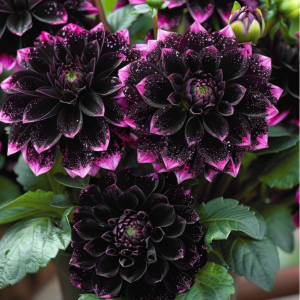 Георгин Лаванда Лейс купить по цене от 679р. в интернет-магазине «Посадика» с доставкой почтой в в Щелкиное и по всей России – [изображение №1].