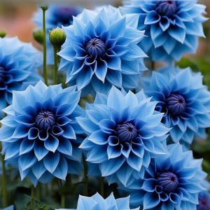 Георгин Вижапе купить по цене от 699р. в интернет-магазине «Посадика» с доставкой почтой в в Щелкиное и по всей России – [изображение №1].