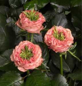 Роза Амбер Инчант купить по цене от 495р. в интернет-магазине «Посадика» с доставкой почтой в в Щелкиное и по всей России – [изображение №1].