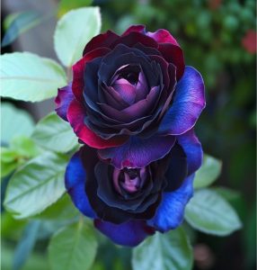 Роза Скарлет Рэвери купить по цене от 489р. в интернет-магазине «Посадика» с доставкой почтой в в Щелкиное и по всей России – [изображение №1].