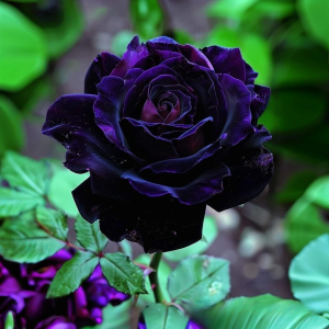 Роза Блэк Пантер купить по цене от 319р. в интернет-магазине «Посадика» с доставкой почтой в в Щелкиное и по всей России – [изображение №1].