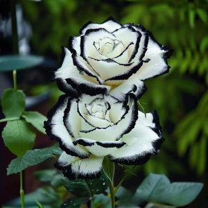 Роза Силк Ивин купить по цене от 319р. в интернет-магазине «Посадика» с доставкой почтой в в Щелкиное и по всей России – [изображение №1].