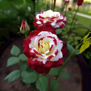 Роза Роял Глом купить по цене от 401р. в интернет-магазине «Посадика» с доставкой почтой в в Щелкиное и по всей России – [изображение №1].