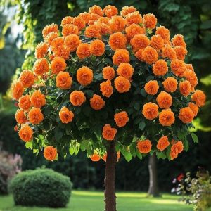 Роза Солнечный Шарм купить по цене от 349р. в интернет-магазине «Посадика» с доставкой почтой в в Щелкиное и по всей России – [изображение №1].