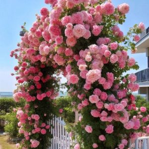 Роза Пастель Розе купить по цене от 605р. в интернет-магазине «Посадика» с доставкой почтой в в Щелкиное и по всей России – [изображение №1].