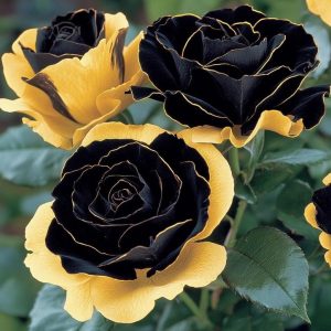 Роза Ханни Сикл купить по цене от 700р. в интернет-магазине «Посадика» с доставкой почтой в в Щелкиное и по всей России – [изображение №1].