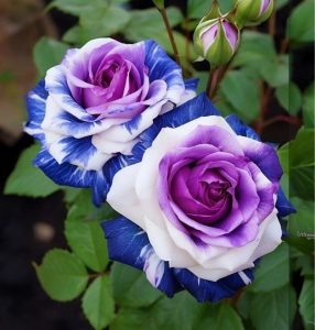 Роза Айвори Каскад купить по цене от 420р. в интернет-магазине «Посадика» с доставкой почтой в в Щелкиное и по всей России – [изображение №1].