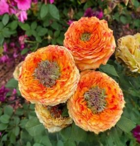 Роза Золотой Мираж купить по цене от 420р. в интернет-магазине «Посадика» с доставкой почтой в в Щелкиное и по всей России – [изображение №1].