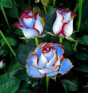 Роза Сафайер Пэтл купить по цене от 450р. в интернет-магазине «Посадика» с доставкой почтой в в Щелкиное и по всей России – [изображение №1].