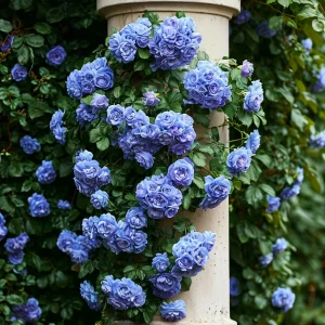 Роза плетистая Блю Перпл купить по цене от 540р. в интернет-магазине «Посадика» с доставкой почтой в в Щелкиное и по всей России – [изображение №1].